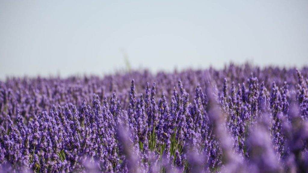 Lavendel